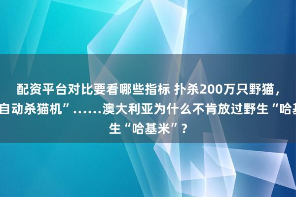 配资平台对比要看哪些指标 扑杀200万只野猫，启用“自动杀猫机”……澳大利亚为什么不肯放过野生“哈基米”？