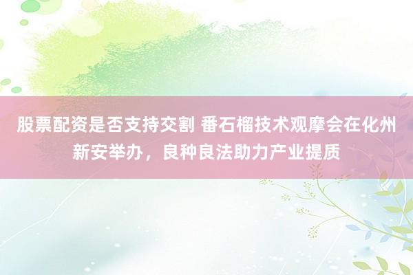 股票配资是否支持交割 番石榴技术观摩会在化州新安举办，良种良法助力产业提质